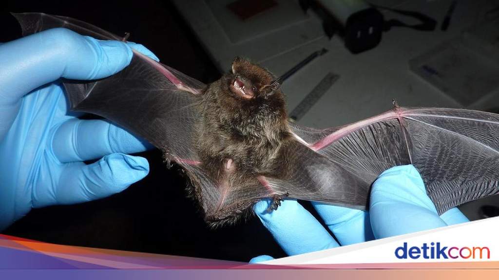 Canadian Boy Dies From Rabies After Bat Lands on His Face